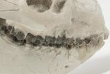 Articulated, Fossil Oreodont (Miniochoerus) Skeleton - Wyoming #197374-15